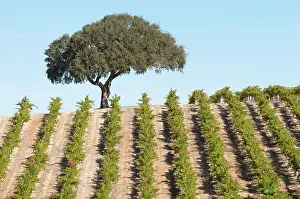 Vinifera: Grapevine