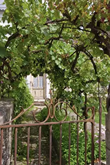 Wrought: Grapevine