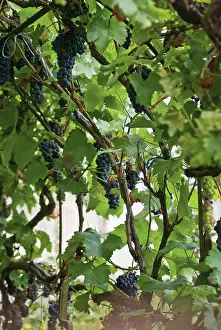 Trained: Grapevine