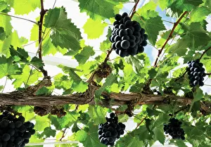 Blown: Grapevine
