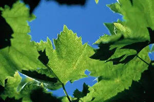 Vinifera: Grapevine