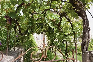 Lifestyle: Grapevine