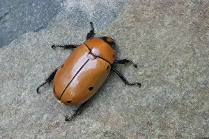 Punctata: Grapevine Beetle