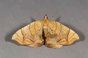Looper: Grapevine Looper Moth