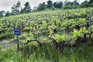 Sloping: Grapevine, Vitis vinifera, A sloping vineyard with