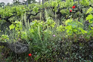 Sloping: Grapevine, Vitis vinifera, A sloping vineyard with
