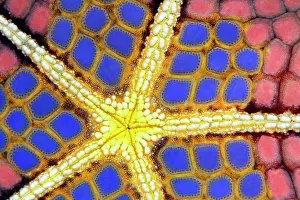 Pillow: Graphic structure on underside of Red Pillow Starfish