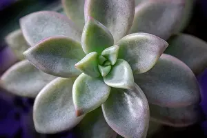 Rosette: Graptosedum Francesco Baldi succulent