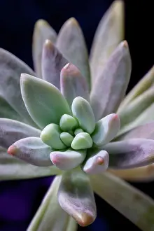 Rosette: Graptosedum Francesco Baldi succulent