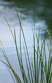 Condolence: Grass