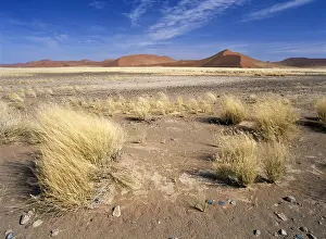 Parched: Grass