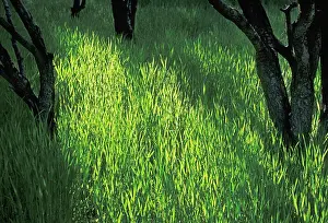 Unexplained: Grass