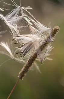Stuck: Grass