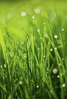 Flare: Grass
