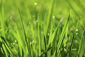 Flare: Grass