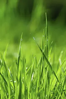 Flare: Grass