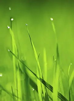 Flare: Grass