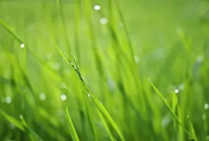 Flare: Grass