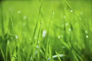 Flare: Grass