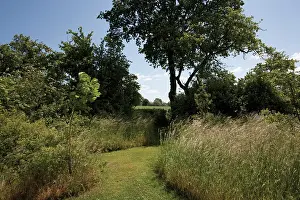Blissful: Grass