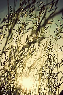 Unexplained: Grass