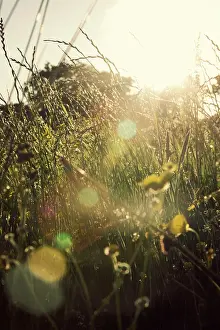 Flare: Grass