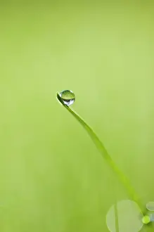 Moisture: Grass