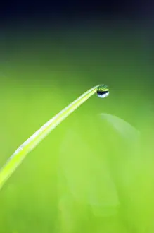 Moisture: Grass