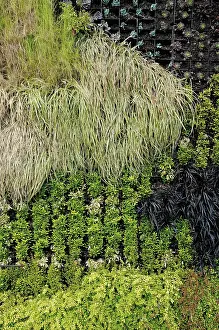 Organized: Grass