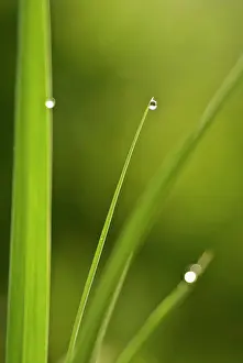 Moisture: Grass