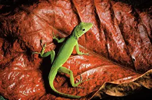Anoles: Grass Anole