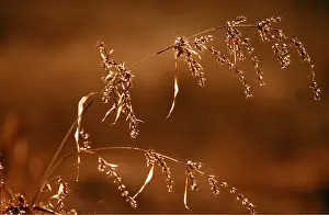 Joanna Van Gruisen: GRASS - backlit