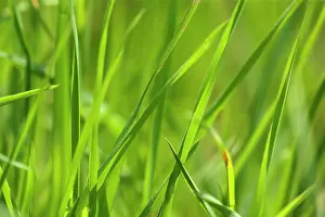 Blades: Grass - blades of grass in spring