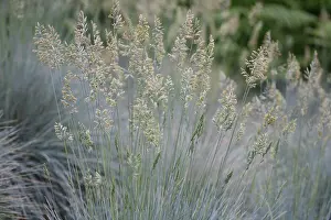 Carefree: Grass
