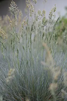 Festuca: Grass