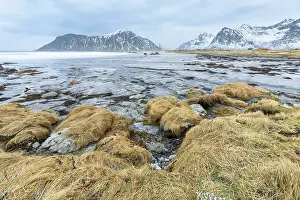 Flakstad: Grass on the boulders near Utakleiv beach