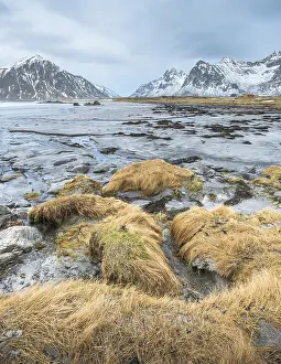 Flakstad: Grass on the boulders near Utakleiv beach