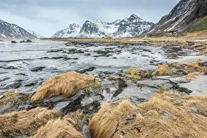 Flakstad: Grass on the boulders near Utakleiv beach