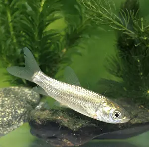 Carp: GRASS CARP