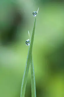 Sympathy: Grass, close view of two blades of common grass with an earl