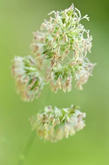 Glomerata: Grass, Cocksfoot grass