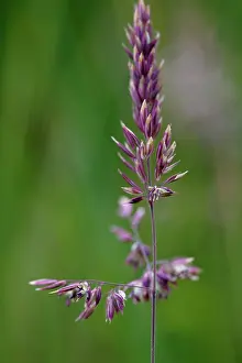 Glomerata: Grass
