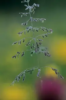 Moisture: Grass