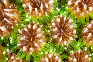 Polyps: Grass Coral polyps (Galaxea fascicularis), Mayotte