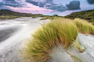 Wharariki: Grass-covered sand dunes at sunset, Wharariki Beach