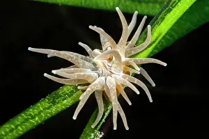 Crack: Grass crack anemone (Paranemonia cinerea) on a leaf