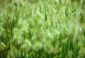 Imaginary: Grass