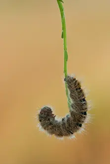 Trifolii: Grass Eggar