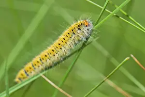 Lasiocampidae: Grass Eggar on grass A Veiga, Galicia, Spain
