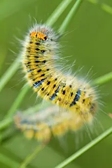Lasiocampidae: Grass Eggar on grass A Veiga, Galicia, Spain